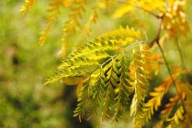 Yellow the Bracken