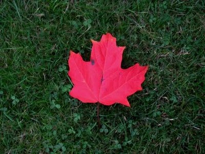 leaf