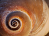 darlyne-a-murawski-close-up-of-a-moon-snail-shell-showing-the-spiral darlyne-a-murawski-close-up-of-a-moon-snail-shell-showing-the-spiral