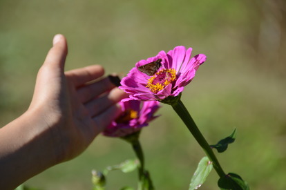 Catching Butterflies at EWS Farm Catching Butterflies at EWS Farm