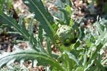 artichoke 2