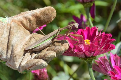 Gr 3 Gardening Mantis Flower Gr 3 Gardening Mantis Flower